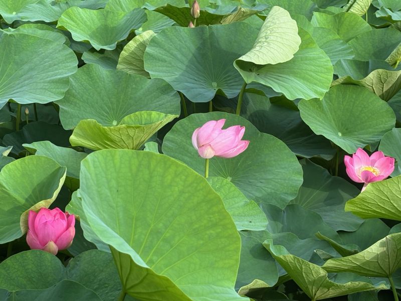 ダイハツ千葉 千葉のいろいろ 千葉公園 大賀ハス